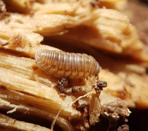 Armadillidium nasatum
